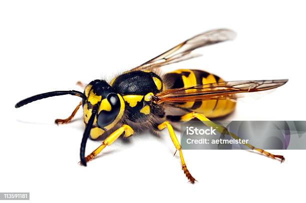 Live Wasp Isolated On White Background Stock Photo - Download Image Now - Wasp, Animal, Animal Body Part