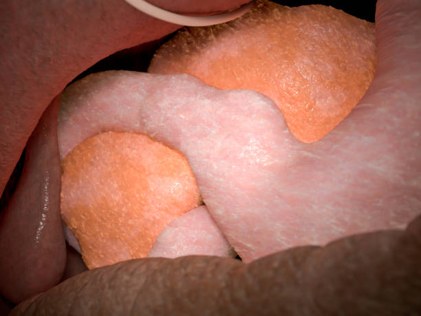 istock Human pancreas and stomach 1135911902