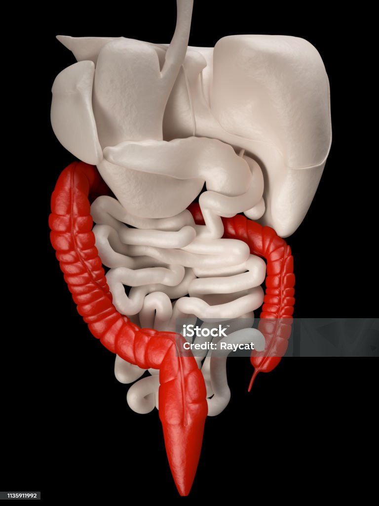Inversion Intestine Large Intestine Back View Stock Photo - Download Image Now - Abdomen ...