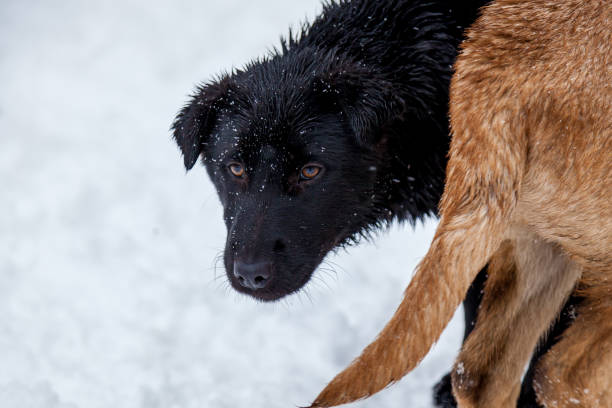 istock Stray dogs in the winter outside 1135912028