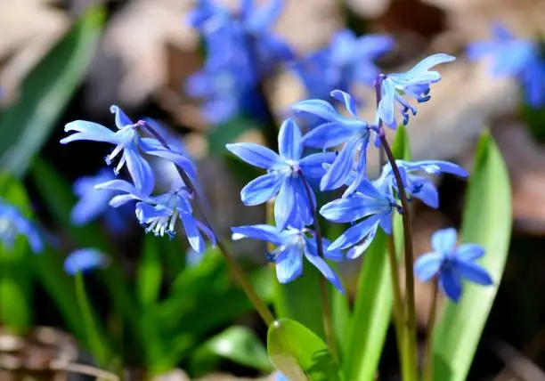 Delicate flowers scilla siberica bloom in the forest, harbingers of spring