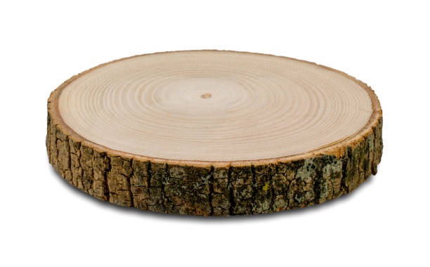istock Cross section of ashen tree trunk, isolated on white 1135913674