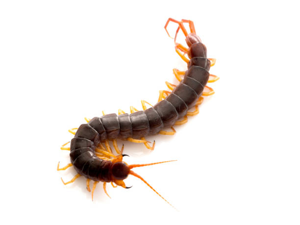 istock closeup of one brown centipede on white 1135915180