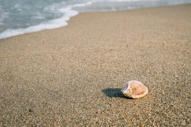 istock Little shell on the beach,Single shell on the sand. 1135915273
