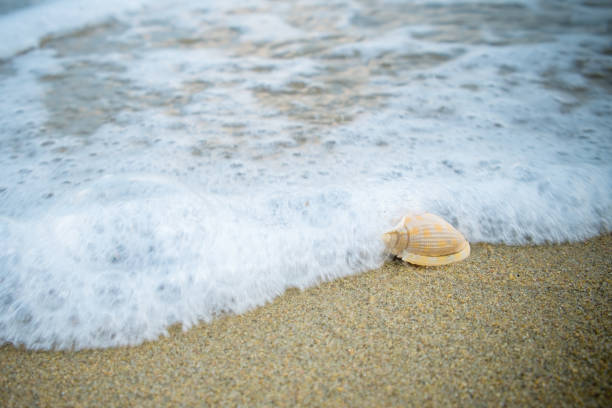 istock Little shell on the beach,Single shell on the sand. 1135915322