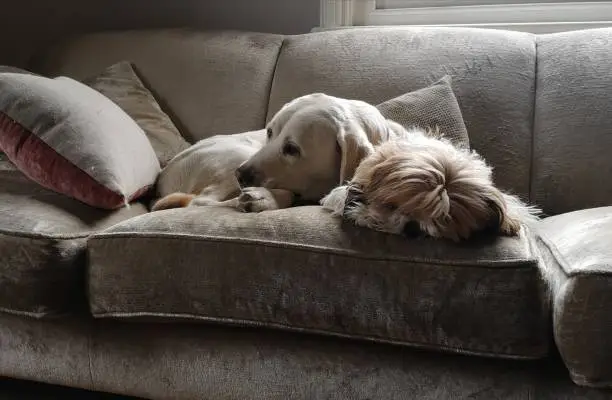 Two dogs relaxing on sofa
