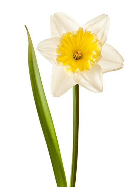 istock Spring Daffodil Flower Isolated on White Background 113591964