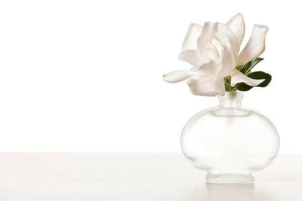istock White Gardenia Blossom on Marble Table 113591994
