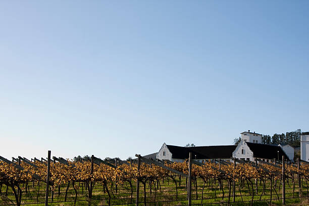 istock Winery in South Africa 113592061