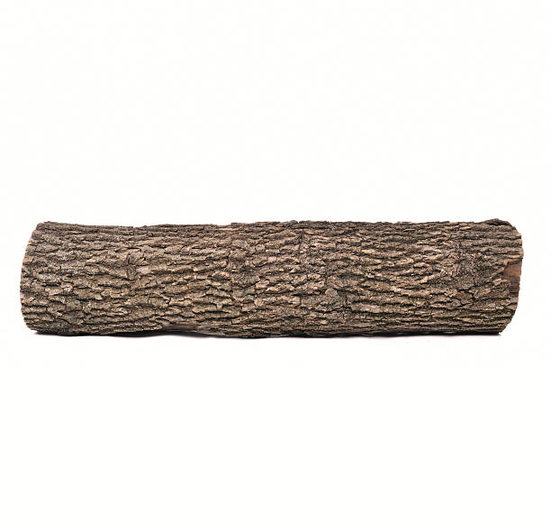 Close-up of Isolated stub log with wooden texture stock photo