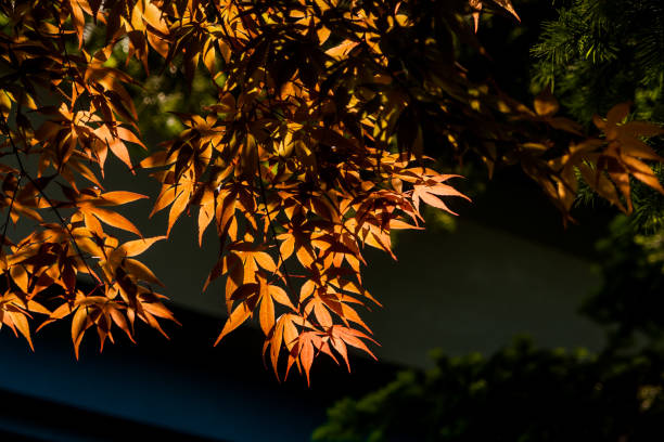 herbstlaub in der sonne - saturated color beech leaf autumn leaf stock-fotos und bilder