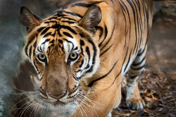 istock Portrait of tiger. 1135923521