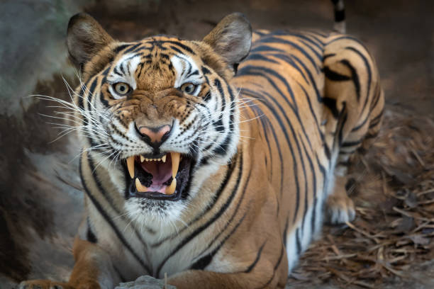 istock Portrait of tiger. 1135923525