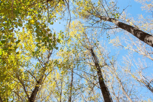 падающие осенние листья на солнце - saturated color beech leaf autumn leaf стоковые фото и изображения