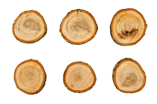 istock Six different oak wood cross sections, isolated on white background 1135924175