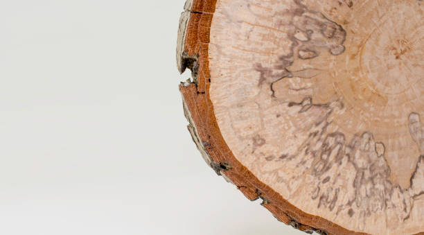 istock Alder wood cross section close-up, copy space for text 1135924731