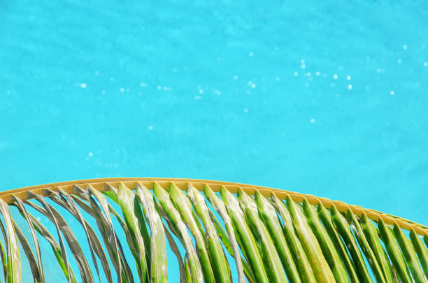 istock Palm leaves and blue pool water background 1135926514