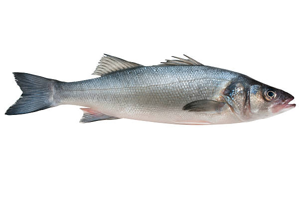 istock Sea bass 113592810