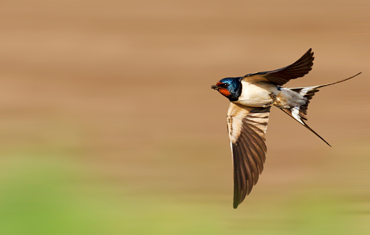 barn swallow flies fast, first spring bird