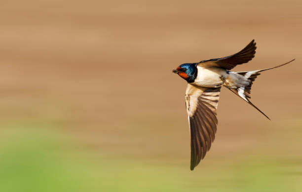 barn swallow flies fast barn swallow flies fast, first spring bird barn swallow stock pictures, royalty-free photos & images