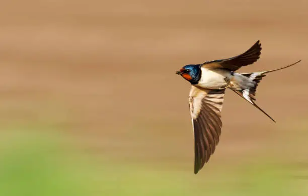 Photo of barn swallow flies fast