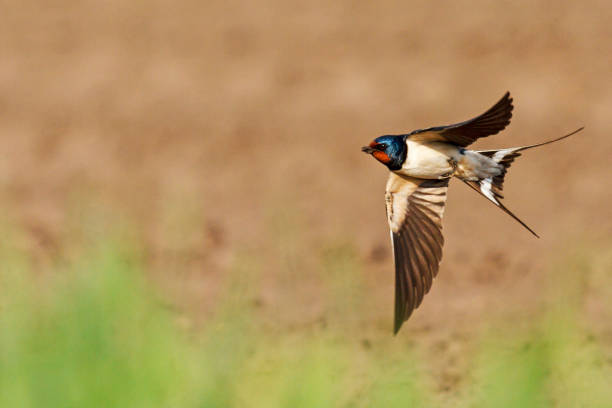 istock barn swallow flies its wings open 1135928102