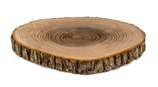 istock Wood cross section isolated on white background 1135928254
