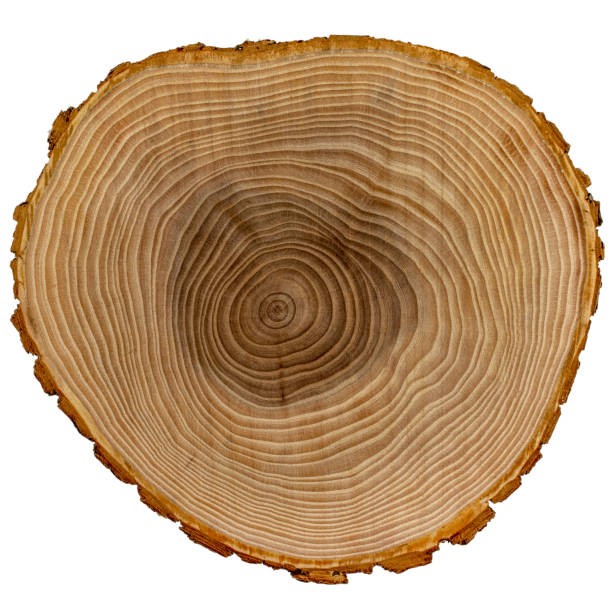 istock Wooden cross section isolated on white background 1135928368