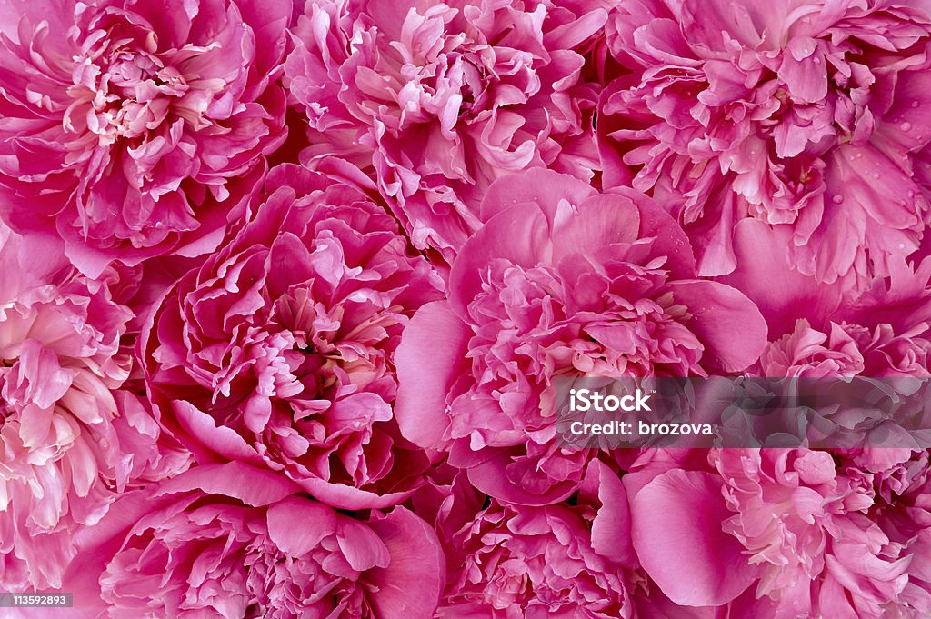 Fondo de flores de peonía cabezales - Foto de stock de Peonía libre de derechos