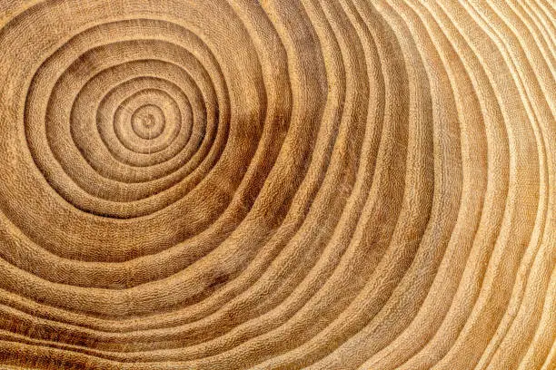 Photo of Wooden cross section detail. Wood background.