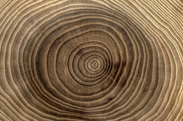 istock Wooden cross section. Wood background. 1135929415