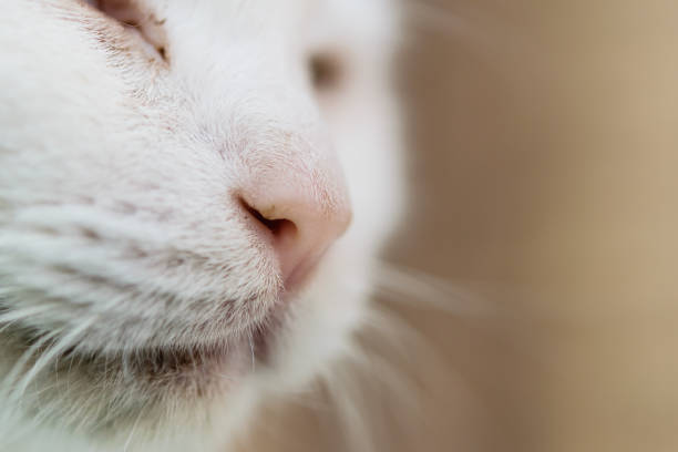 Witness the serene elegance of a graceful white cat resting on the snowy ground, embodying purity and tranquility.