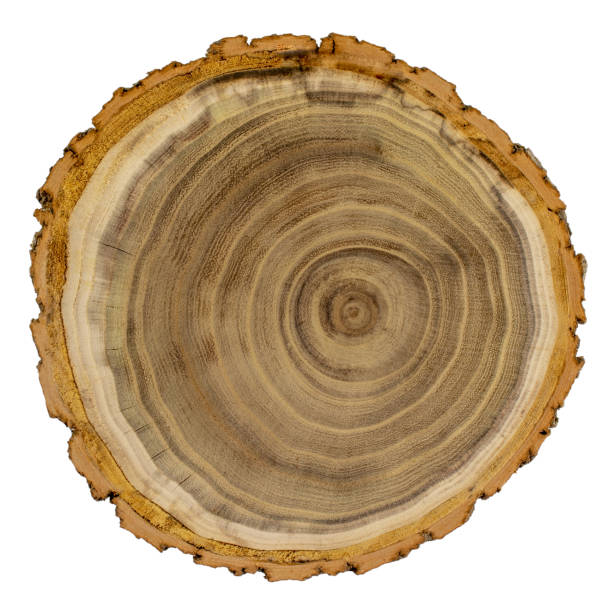 istock Acacia wood cross section, isolated on white 1135930436