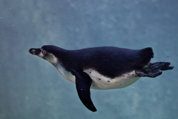 istock fat but slender penguin purposefully swims in blue water 1135932441