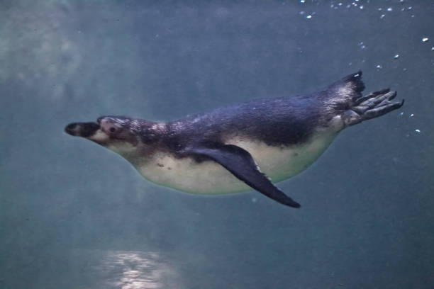 istock fat but slender penguin purposefully swims 1135932490
