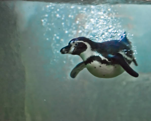 istock penguin swims in green water (in the water column) 1135932512