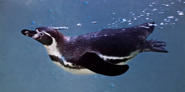 istock Slender and fast penguin in the frame of air bubbles quickly swims 1135932609