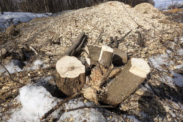Deforestation scene, whats left after the trees have been cut down. stumps and wood chips. The concept of the destruction of nature.