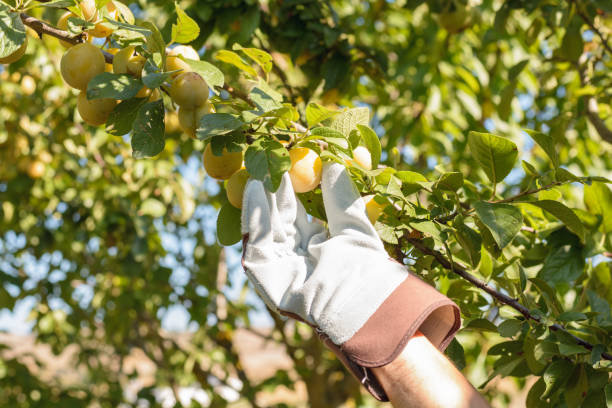 istock Farmer man harvesting plums in an fruit tree field with his hands 1135933788