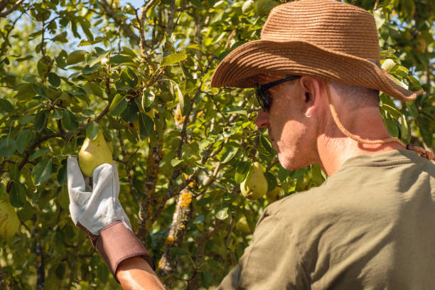 istock Farmer man width hat and gloves harvesting pears in an pear tree 1135933797