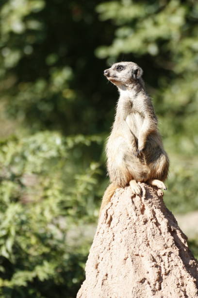 istock Animal Wildlife 1135934335