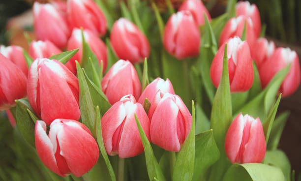 istock Pink tulips in the garden 1135934371