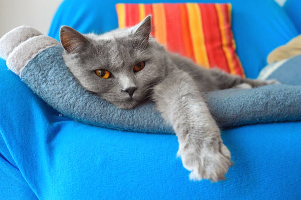 Two to Three years old relaxed Chartreux cat stock photo