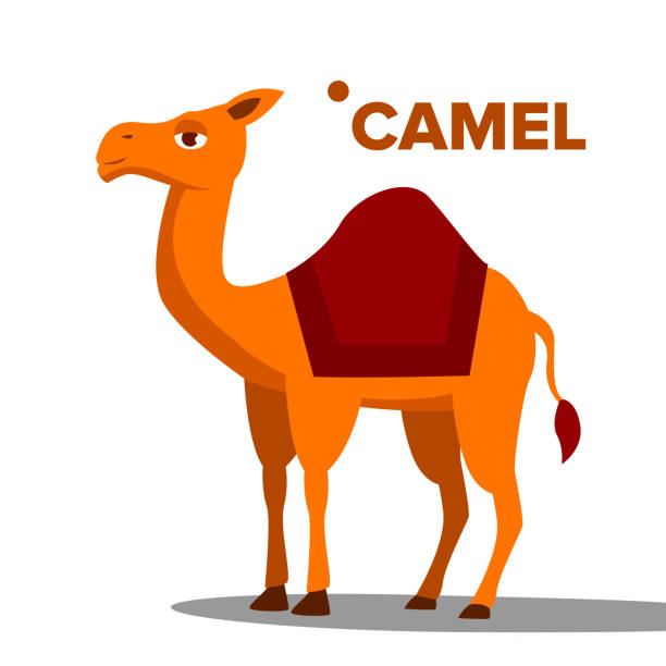 964 Cute Camel Drawings Illustrations & Clip Art - iStock