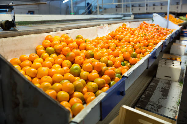 istock Production facilities for mandarins on agricultural farm 1135936977
