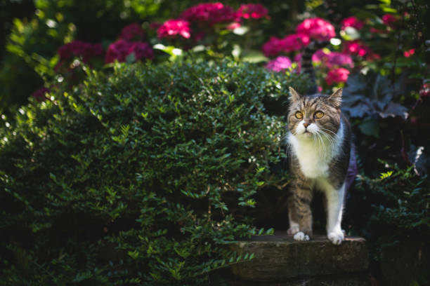 istock cat in front of plants 1135938390