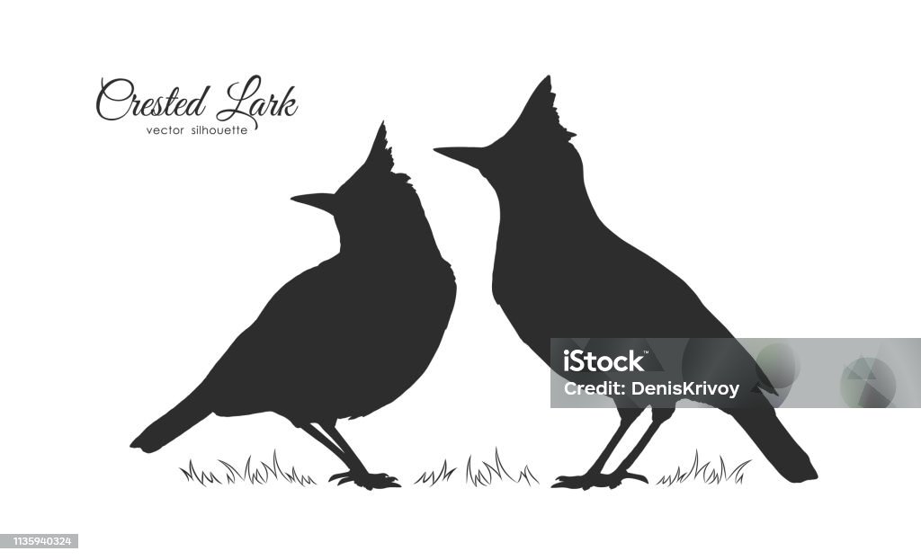 Two Silhouette of Crested Lark. Little birds on white background Vector illustration: Two Silhouette of Crested Lark. Little birds on white background Lark stock vector