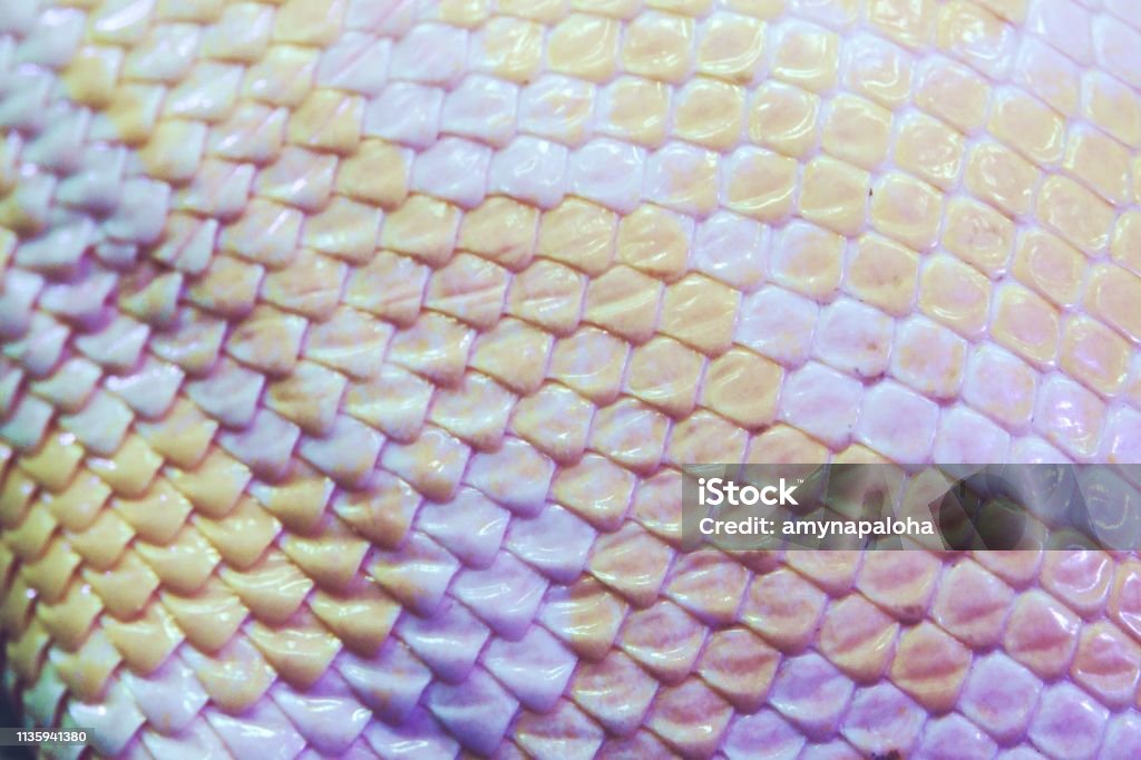 Albino python snake skin texture background close up Albino Stock Photo