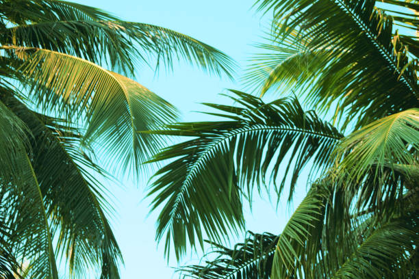 istock Vintage coconut leaves and sky background,summer theme. 1135942762