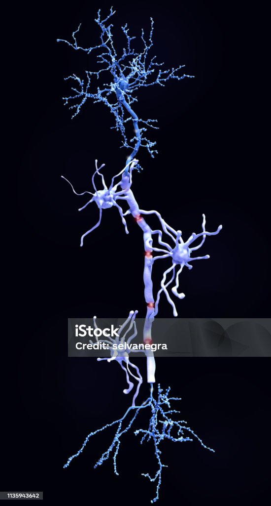 A pyramidal neuron with myelin sheaths produced by oligodendrocytes Myelin sheats insulate the axon from electrical activity. This insulation increases the rate of transmission of signals, which spring from gap to gap. Myelin Sheath Stock Photo